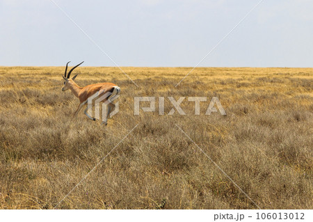 Male Impala (Aepyceros melampus) running in dry savannah in Serengeti National Park, Tanzania Male Impala (Aepyceros melampus) running in dry savannah in Serengeti National Park, Tanzania 106013012