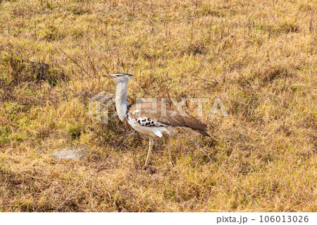 Kori bustard (Ardeotis kori) walking in dry savannah in Serengeti National Park, Tanzania 106013026