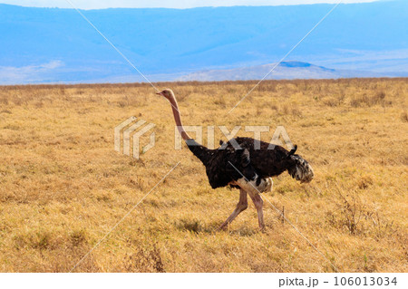 Male ostrich (Struthio camelus) in savanna in Ngorongoro Crater National park in Tanzania. Wildlife of Africa Male ostrich (Struthio camelus) in savanna in Ngorongoro Crater National park in Tanzania. Wildlife of Africa 106013034