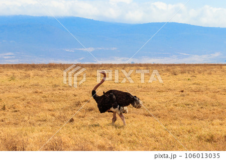 Male ostrich (Struthio camelus) in savanna in Ngorongoro Crater National park in Tanzania. Wildlife of Africa Male ostrich (Struthio camelus) in savanna in Ngorongoro Crater National park in Tanzania. Wildlife of Africa 106013035