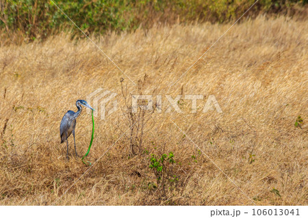 Black-headed heron (Ardea melanocephala) eating eastern green mamba (Dendroaspis angusticeps) snake in dry grass in Ngorongoro Crater National Park, Tanzania Black-headed heron (Ardea melanocephala) eating eastern green mamba (Dendroaspis angusticeps) snake in dry grass in Ngorongoro Crater National Park, Tanzania 106013041