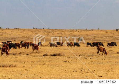 Herd of zebu cattles on a pasture in Tanzania 106013182