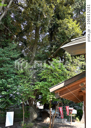 川口散歩:上青木氷川神社 御神木 川口市上青木 川口散歩:上青木氷川神社 御神木 川口市上青木 106013281