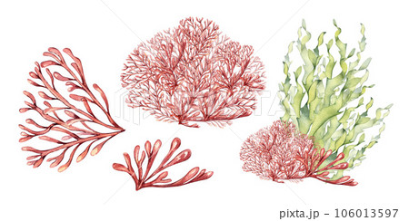 Set of sea plants, coral watercolor illustration isolated on white background. Pink agar agar seaweed, phyllophora hand drawn. Design element for package, label, wrapping, marine collection 106013597
