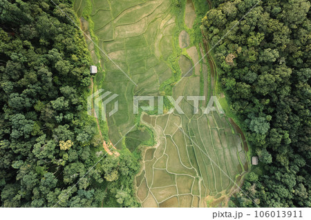 Rice fields in rural forest at dusk 106013911