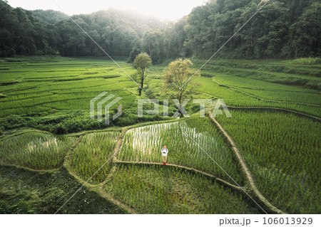 Rice fields in rural forest at dusk Rice fields in rural forest at dusk 106013929