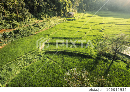 Rice fields in rural forest at dusk Rice fields in rural forest at dusk 106013935