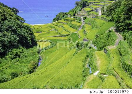 まもなく収穫の時期を迎える美しい浜野浦の棚田(佐賀県玄海町) まもなく収穫の時期を迎える美しい浜野浦の棚田(佐賀県玄海町) 106013970