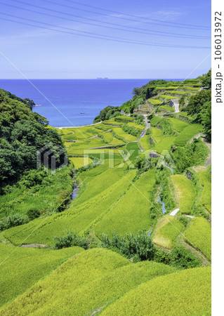 まもなく収穫の時期を迎える美しい浜野浦の棚田(佐賀県玄海町) まもなく収穫の時期を迎える美しい浜野浦の棚田(佐賀県玄海町) 106013972
