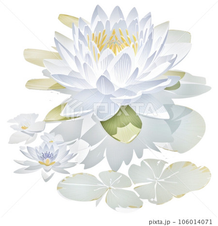 Watercolor illustration of Water Lily Floral and Botanical 106014071
