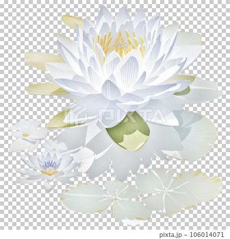 Watercolor illustration of Water Lily Floral and Botanical Watercolor illustration of Water Lily Floral and Botanical 106014071