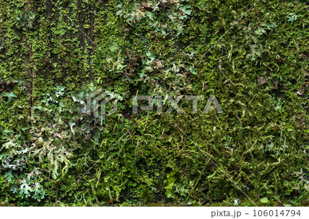 background, texture - surface completely covered with lichens and moss background, texture - surface completely covered with lichens and moss 106014794