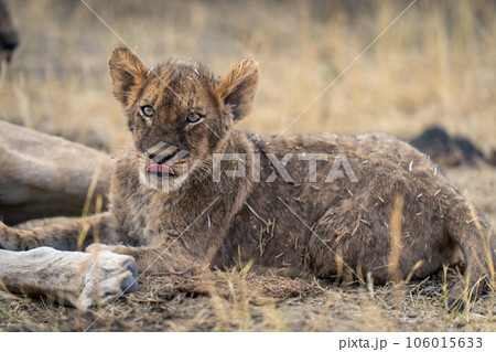 Lion cub lies licking lips watching camera Lion cub lies licking lips watching camera 106015633