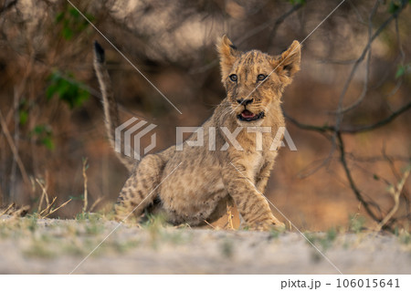Lion cub stands up on sandy ground Lion cub stands up on sandy ground 106015641