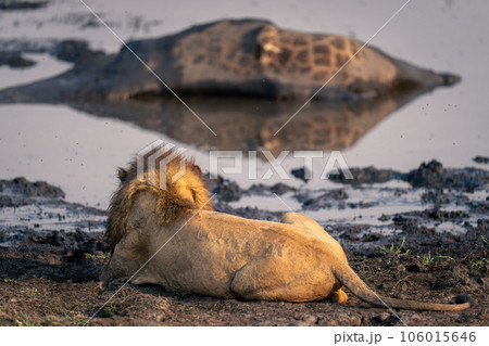 Lion lies watching dead giraffe in waterhole Lion lies watching dead giraffe in waterhole 106015646