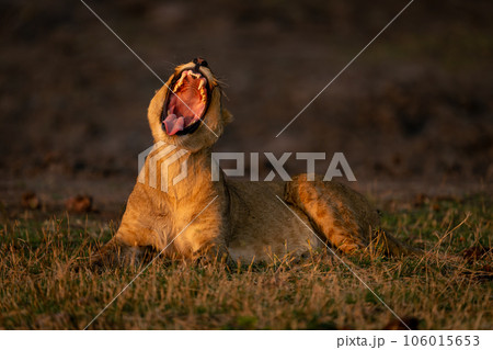 Lioness lies in grass yawning showing teeth Lioness lies in grass yawning showing teeth 106015653