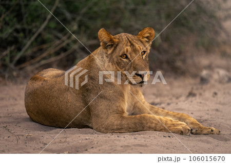 Lioness lies on sandy ground by bushes 106015670