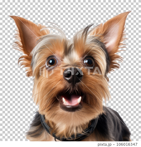 Surprised Yorkshire Terrier dog with Huge Eyes. Surprised Yorkshire Terrier dog with Huge Eyes. 106016347
