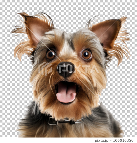 Surprised Yorkshire Terrier dog with Huge Eyes. Surprised Yorkshire Terrier dog with Huge Eyes. 106016350