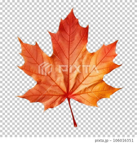 Autumn colored fall leaf isolated. Autumn colored fall leaf isolated. 106016351