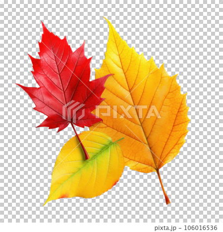 Autumn colored fall leaf isolated. 106016536