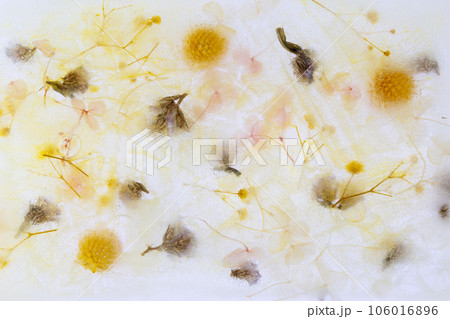 氷の中のドライフラワー 氷の中のドライフラワー 106016896