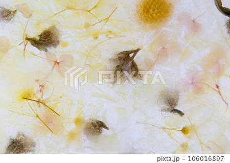 氷の中のドライフラワー 氷の中のドライフラワー 106016897