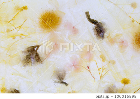 氷の中のドライフラワー 106016898