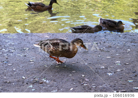 wild duck mallard walks along the river bank wild duck mallard walks along the river bank 106016936