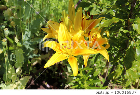 yellow daylily in the garden yellow daylily in the garden 106016937