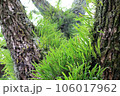 斑鳩 106017962