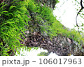 斑鳩 106017963
