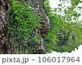 斑鳩 106017964