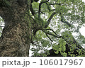 斑鳩 106017967