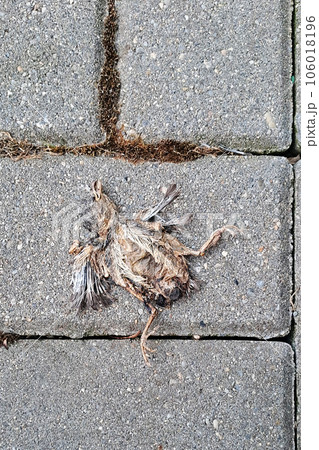Baby bird that will never fly. Very young chick, fallen from nest. Dead on pavement. 106018196