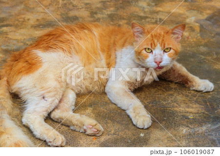 Stray hungry cat on the city street 106019087