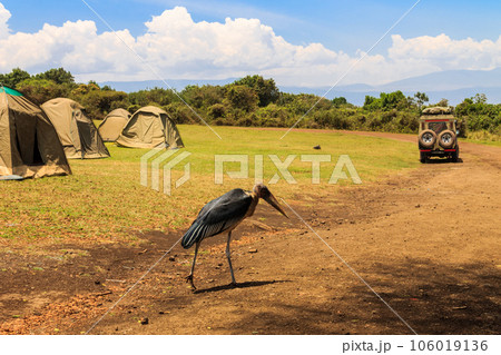 Marabou stork (Leptoptilos crumenifer) walking in a camp site in Tanzania 106019136
