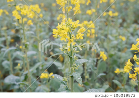 Mustard flowers are raining in the winter morning mist Mustard flowers are raining in the winter morning mist 106019972