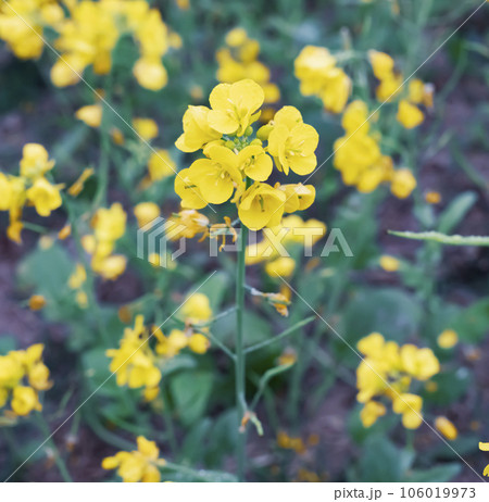 Mustard flowers in the field. Close-up view Mustard flowers in the field. Close-up view 106019973