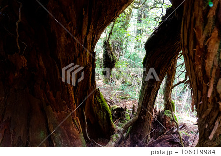 屋久島の淀川登山口から淀川小屋間の景色 106019984
