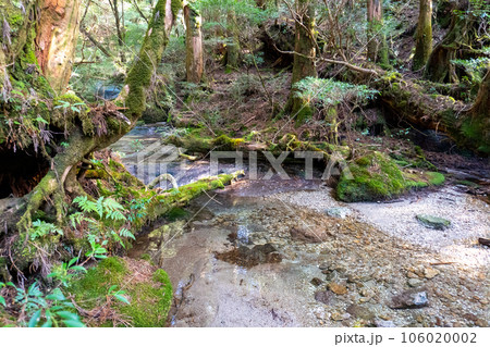 屋久島の淀川登山口から淀川小屋間の景色 屋久島の淀川登山口から淀川小屋間の景色 106020002