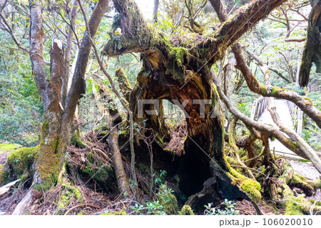 屋久島の淀川登山口から淀川小屋間の景色 屋久島の淀川登山口から淀川小屋間の景色 106020010