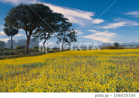 Tree with leaves on the background of mustard field 106020100
