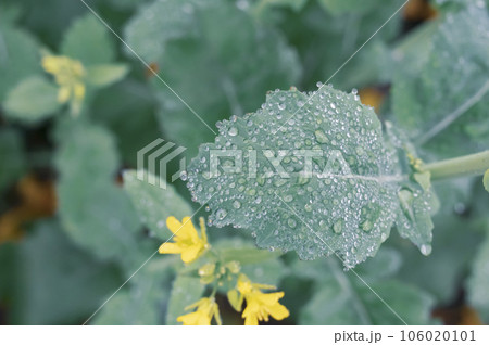 Winter morning fog wet water on the leaves of the mustard plant. Isolated 106020101