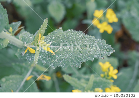 Winter morning fog wet water on the leaves of the mustard plant Winter morning fog wet water on the leaves of the mustard plant 106020102