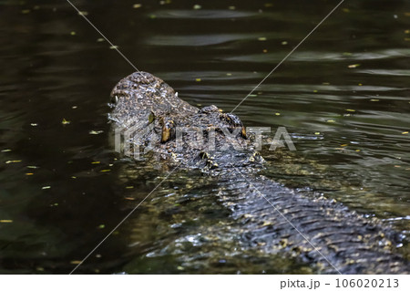Close up head crocodile is show head in river Close up head crocodile is show head in river 106020213