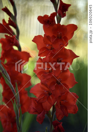 Red gladioli in the summer garden. A red bouquet of flowers. Beautiful background blur. Iridaceae. 106020645