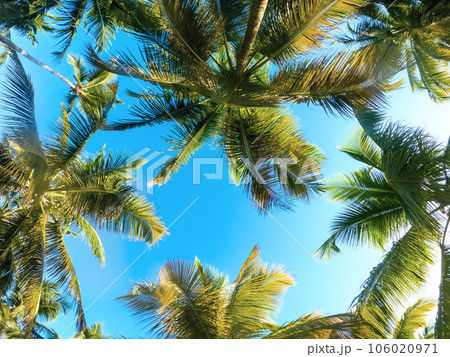 Tropical Background with palm Tropical Background with palm 106020971