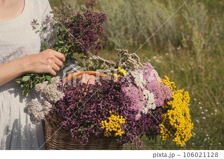 Female hands hold a basket of meadow herbs in summer, close up, selective focus. Female hands hold a basket of meadow herbs in summer, close up, selective focus. 106021128
