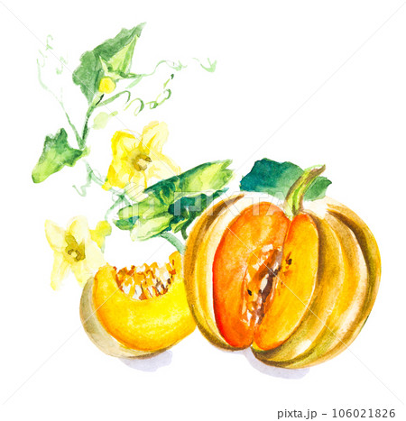 Pumpkin watercolour drawing isolated on white background Pumpkin watercolour drawing isolated on white background 106021826